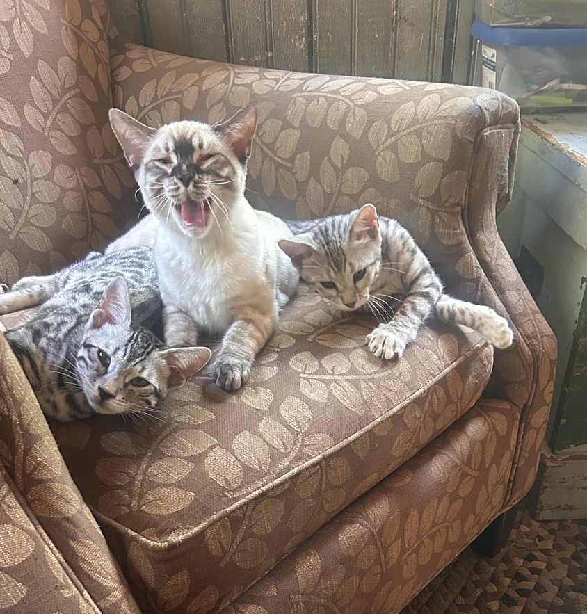 Snow lynx sire and trio of silver queens