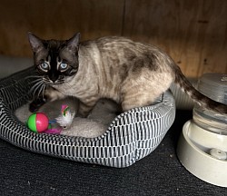 Hai Hai