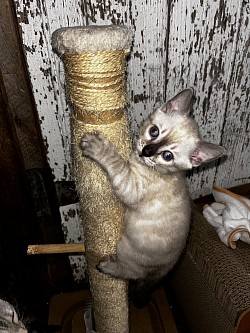 Snow bengal
