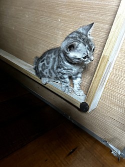 Silver bengal