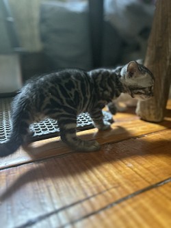 Silver bengal