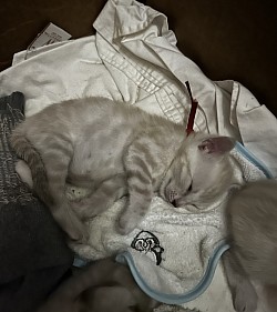 Snow bengal
