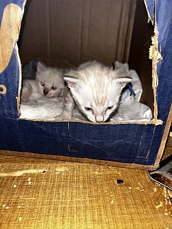 Snow bengal