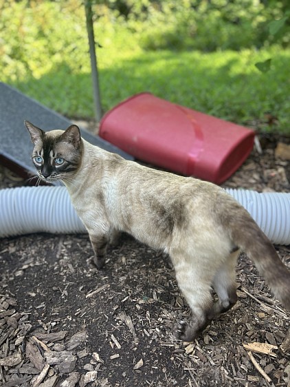 Snow bengal