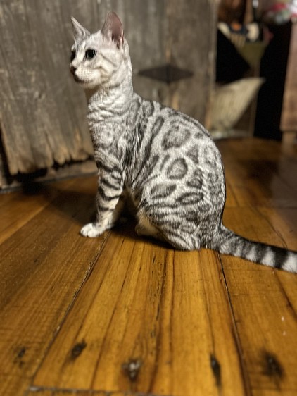 Silver bengal