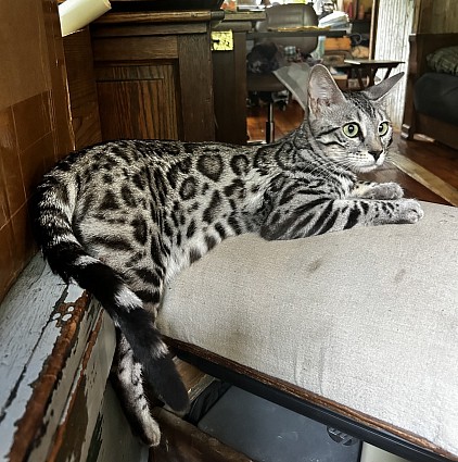 Silver bengal
