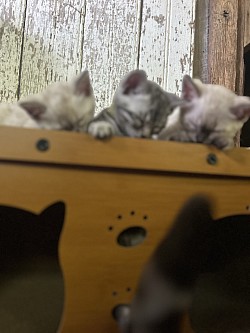 Bengals