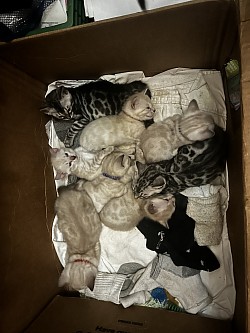 Bengal kittens