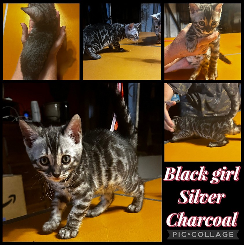 Silver charcoal bengal