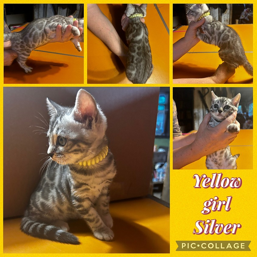 Silver bengal