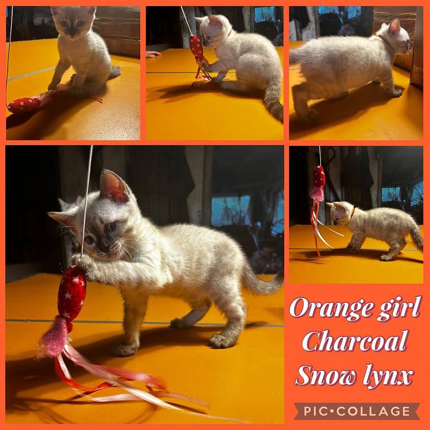 Charcoal snow bengal