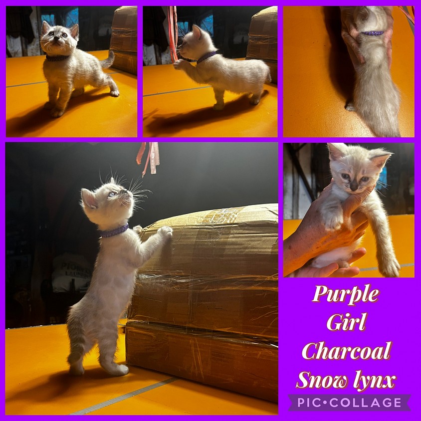 Snow bengal