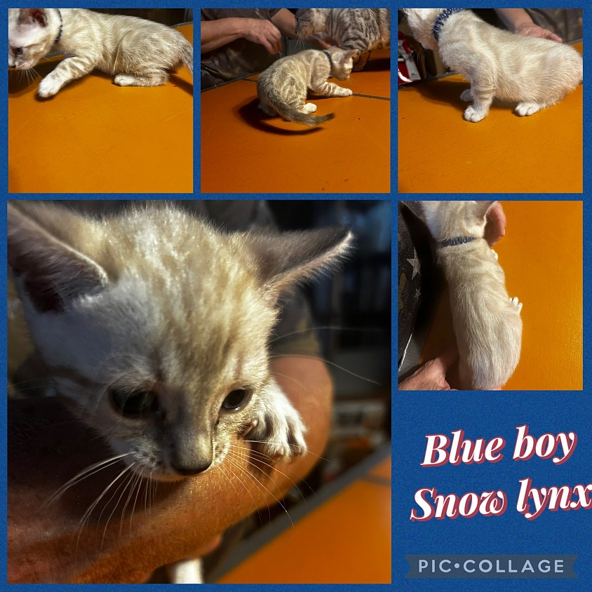 Snow bengal