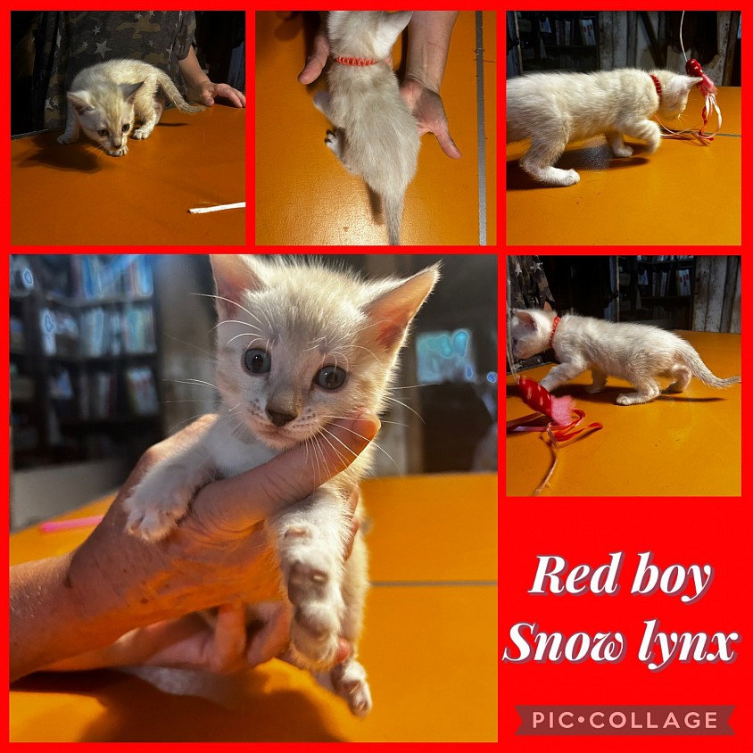 Snow Bengal