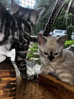 Bengals