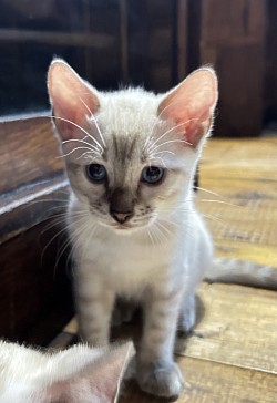 Snow bengal
