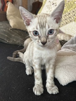 Snow lynx bengal