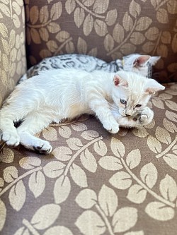 Bengal