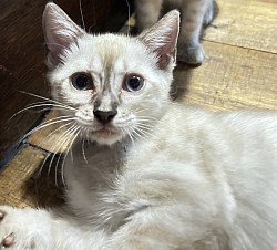 Charcoal snow bengal