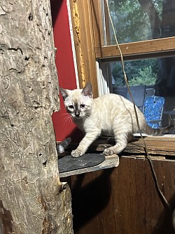 Charcoal snow bengal