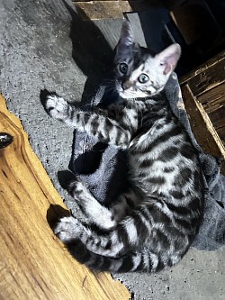 Silver charcoal bengal