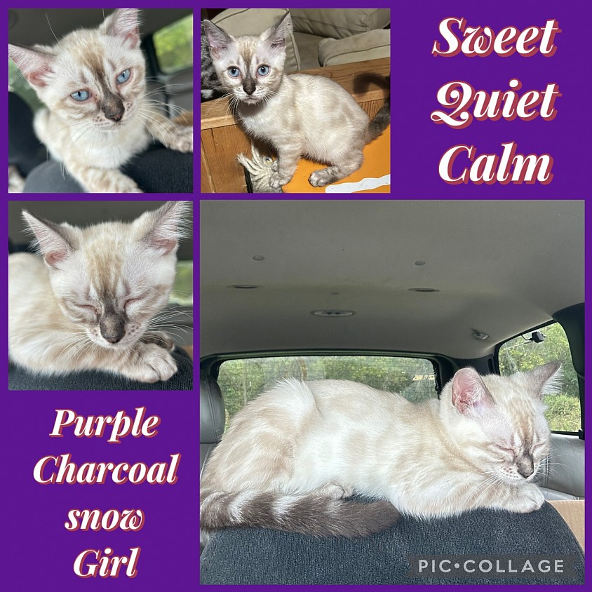 Charcoal snow bengal
