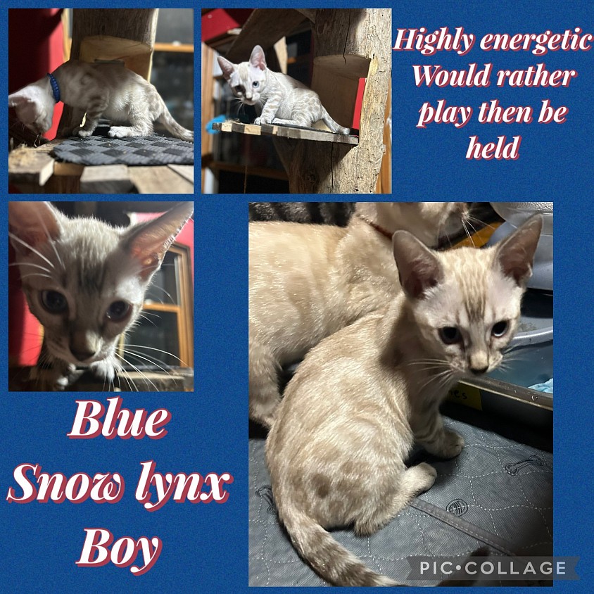 Snow lynx bengal