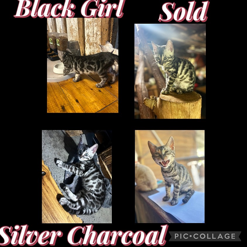 Silver charcoal Bengal