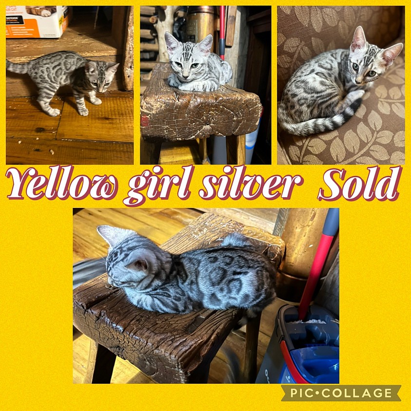 Silver bengal